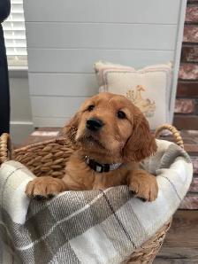 Gorgeous Purebred Red Golden Retriever Puppies