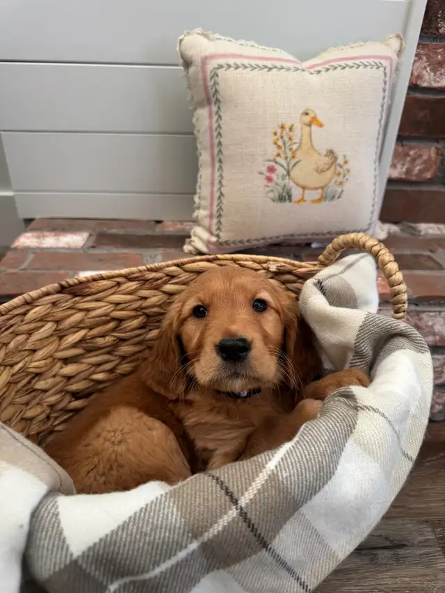 Gorgeous Purebred Red Golden Retriever Puppies - Photo 2