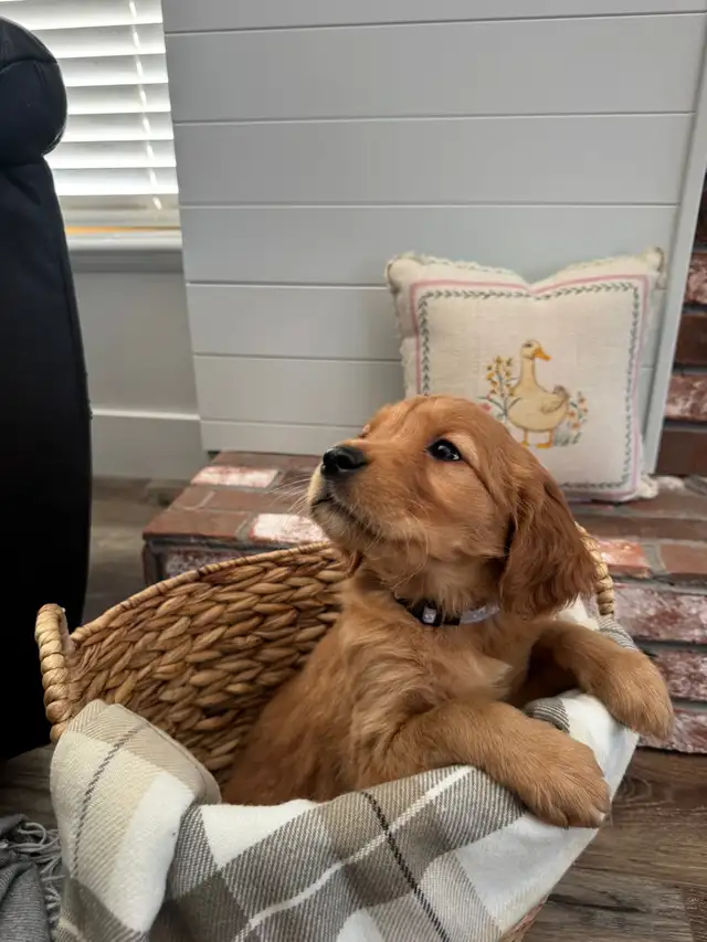 Gorgeous Purebred Red Golden Retriever Puppies - Photo 3