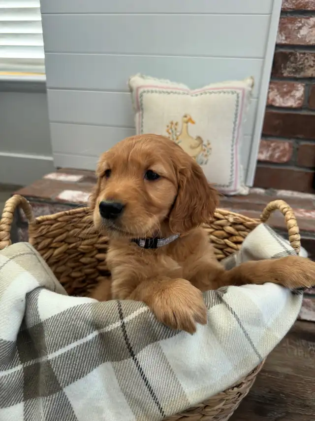 Gorgeous Purebred Red Golden Retriever Puppies - Photo 4