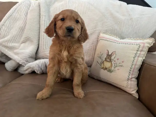 Gorgeous Purebred Red Golden Retriever Puppies - Photo 5