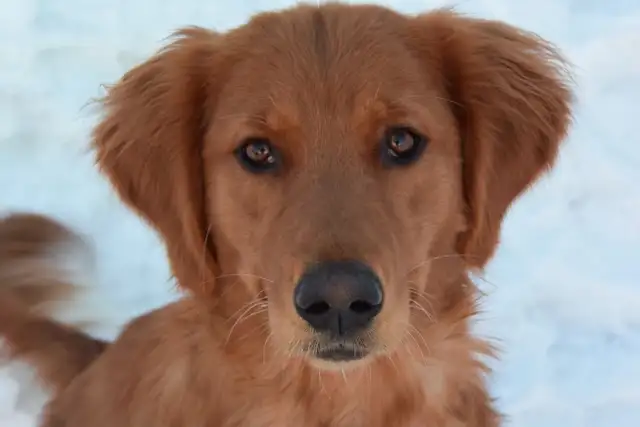 Gorgeous Purebred Red Golden Retriever Puppies - Photo 6