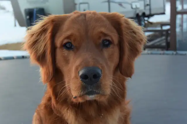 Gorgeous Purebred Red Golden Retriever Puppies - Photo 7