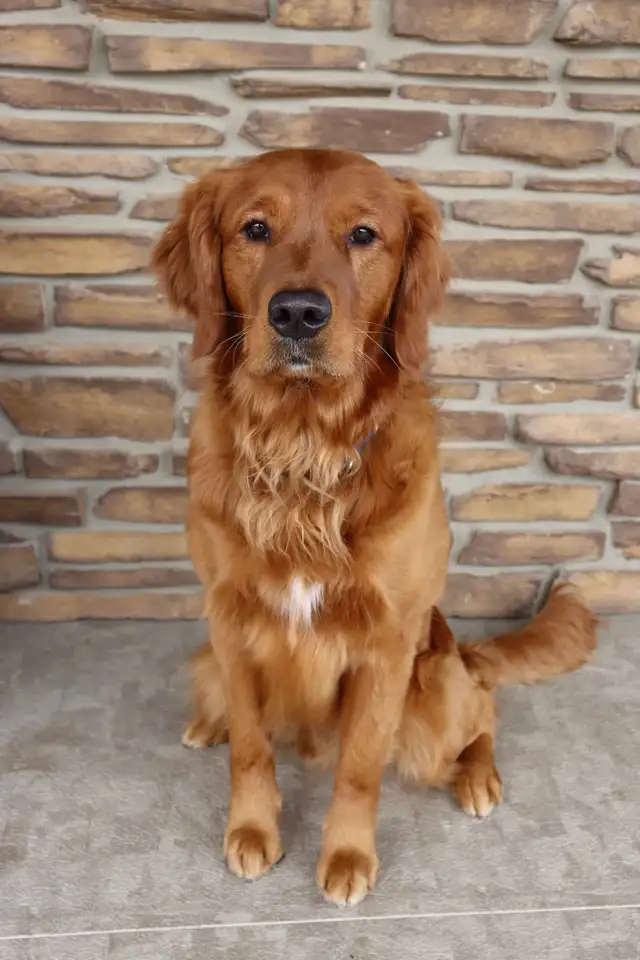 Gorgeous Purebred Red Golden Retriever Puppies - Photo 8