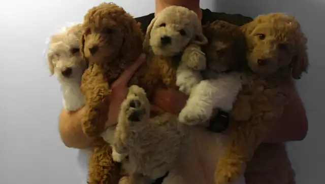 GOLDEN DOODLE MINIATURE (25 LIVRES) 1700$