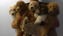 GOLDEN DOODLE MINIATURE (25 LIVRES) 1700$