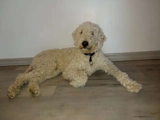 GOLDEN DOODLE MINIATURE (25 LIVRES) 1700$ - Photo 3