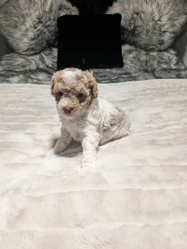 GOLDEN DOODLE MINIATURE (25 LIVRES) 1700$ - Photo 4