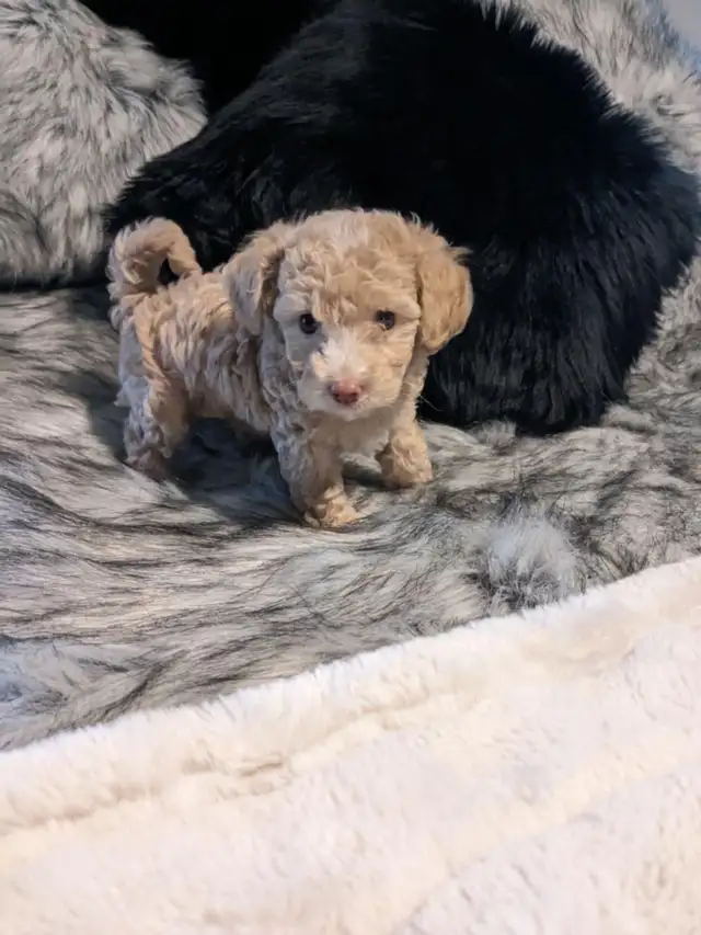 GOLDEN DOODLE MINIATURE (25 LIVRES) 1700$ - Photo 5