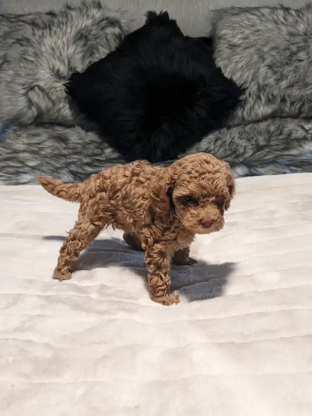 GOLDEN DOODLE MINIATURE (25 LIVRES) 1700$ - Photo 6
