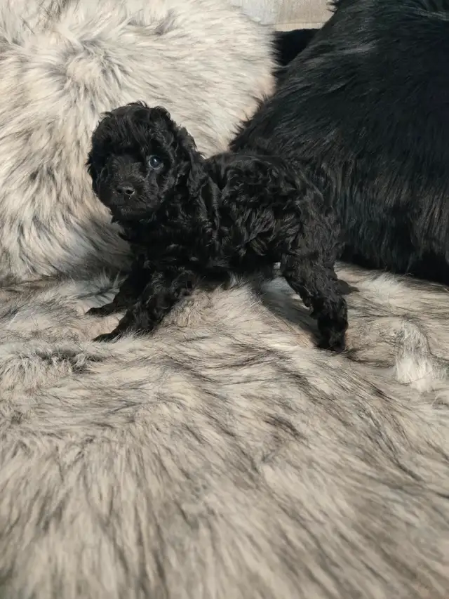 GOLDEN DOODLE MINIATURE (25 LIVRES) 1700$ - Photo 8