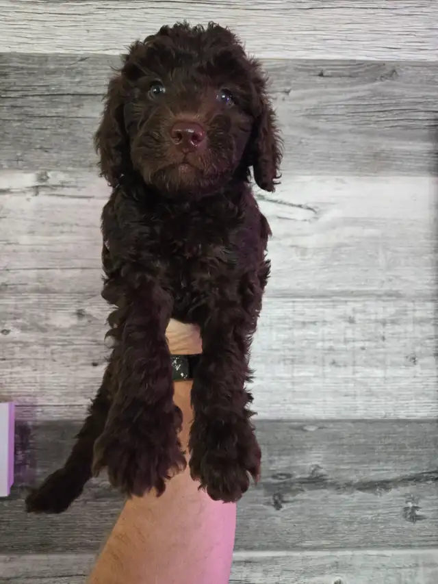 GOLDEN DOODLE MINIATURE (25 LIVRES) 1700$ - Photo 9