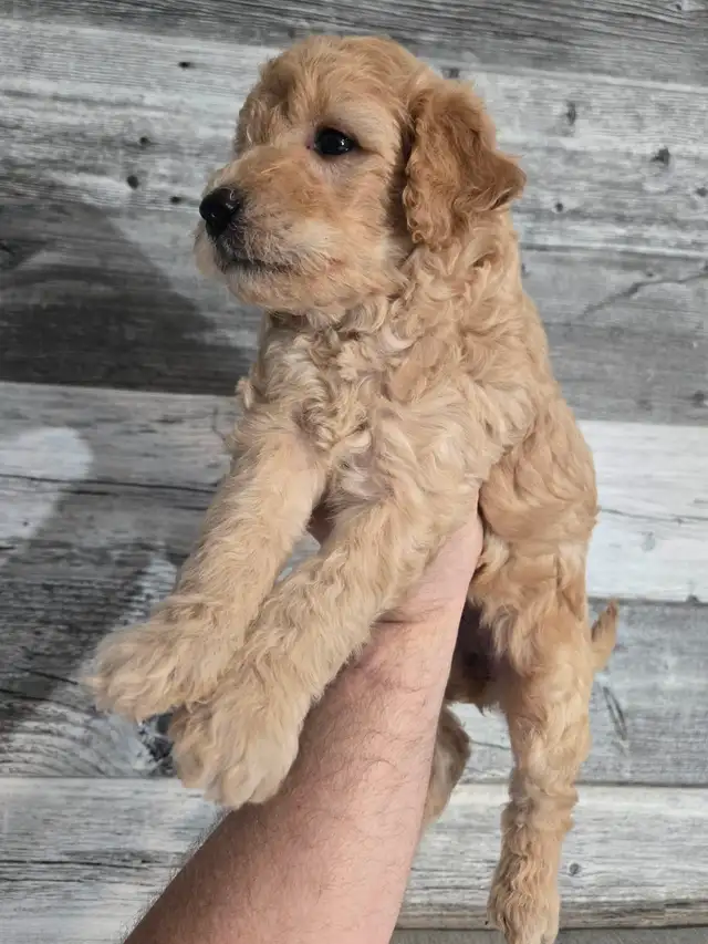 GOLDEN DOODLE MINIATURE (25 LIVRES) 1700$ - Photo 10