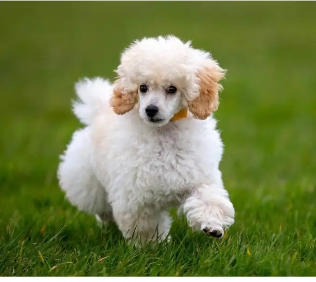 Super smart hypoallergenic rear find white Tcup miniature poodle