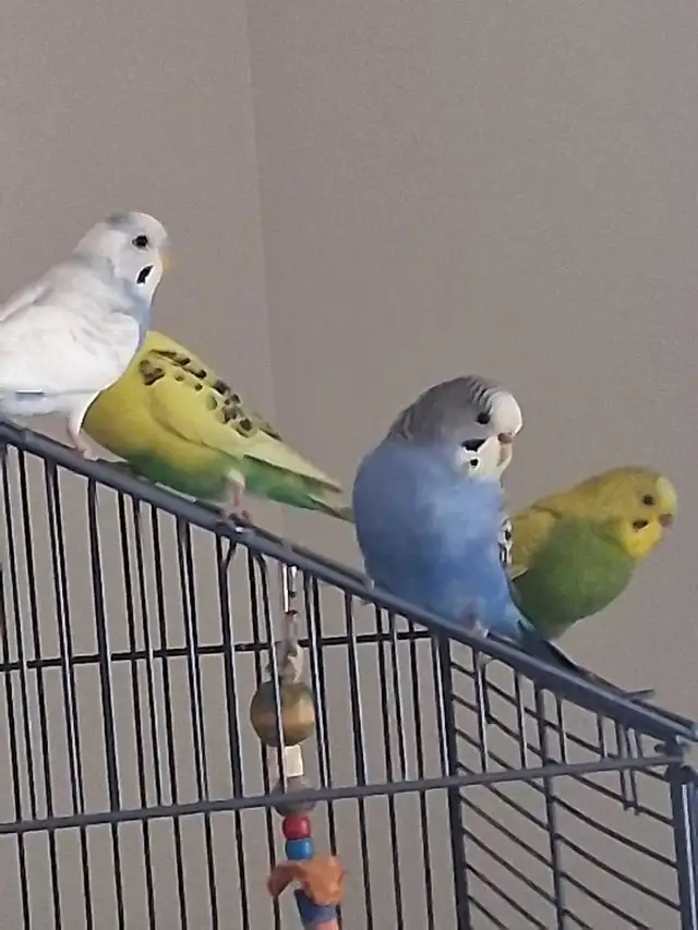 Parakeets X2 with Cage & Accesories