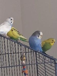 Parakeets X2 with Cage & Accesories
