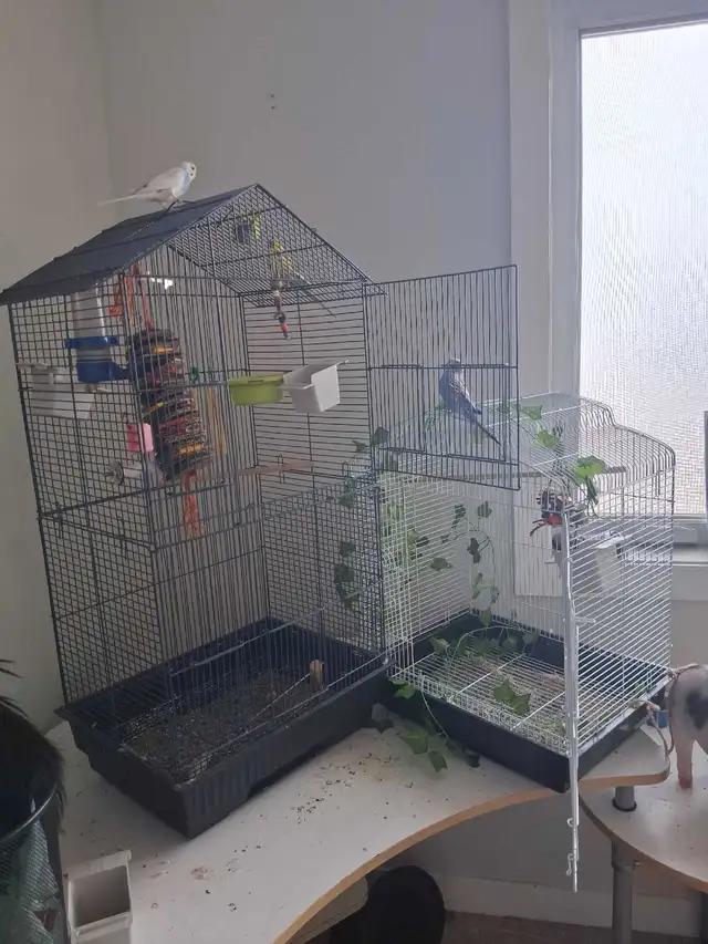 Parakeets X2 with Cage & Accesories - Photo 2