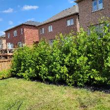 Cedar Trees - Photo 2