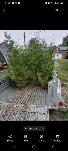 Cedar Trees - Photo 3