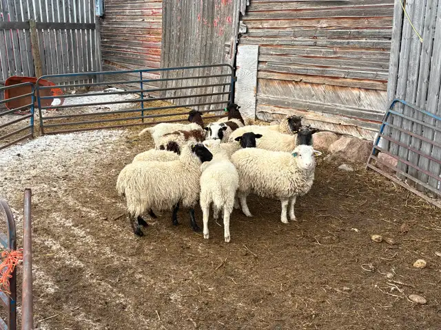 10 lambs