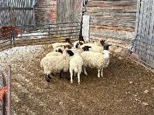 10 lambs