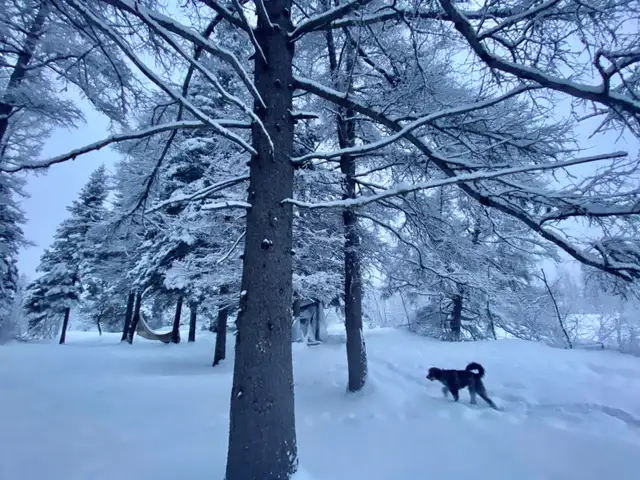 2 Terrains à vendre - Photo 6