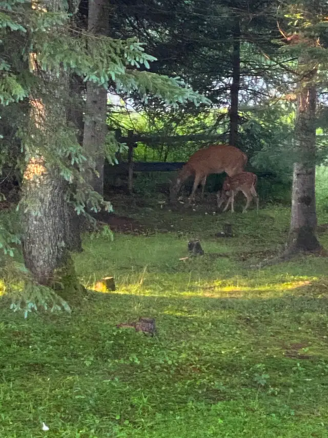 2 Terrains à vendre - Photo 10