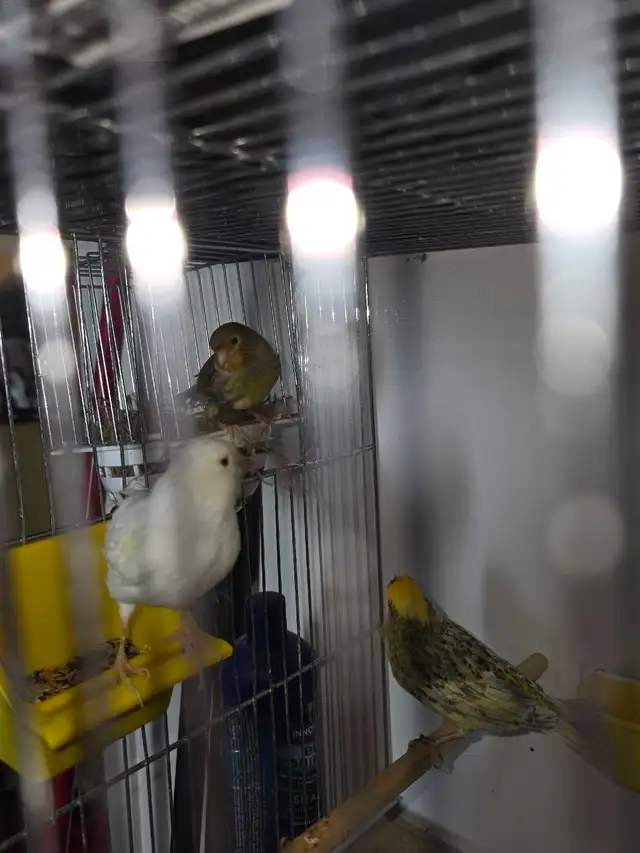 canaris a vendre avec ou sans cages