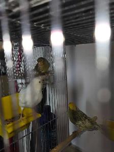 canaris a vendre avec ou sans cages