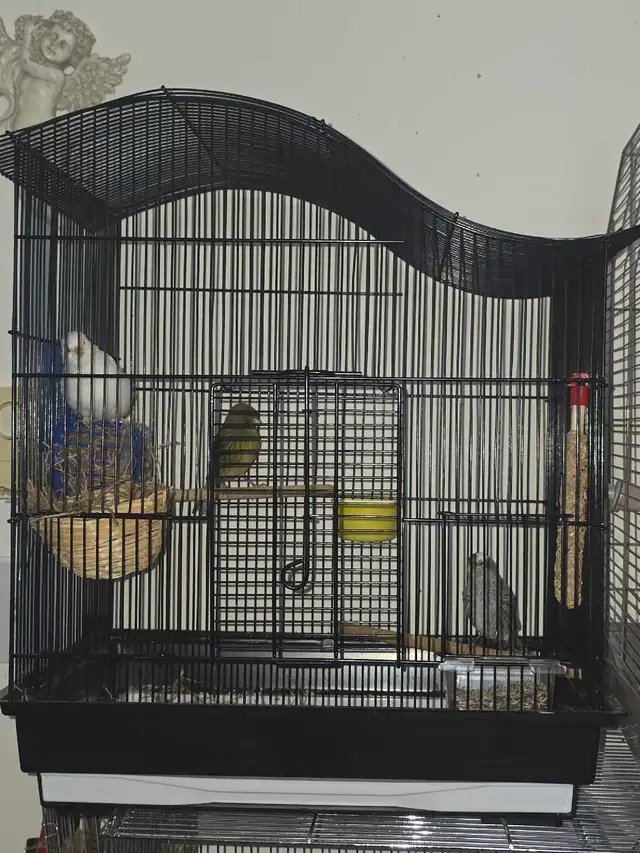 canaris a vendre avec ou sans cages - Photo 2