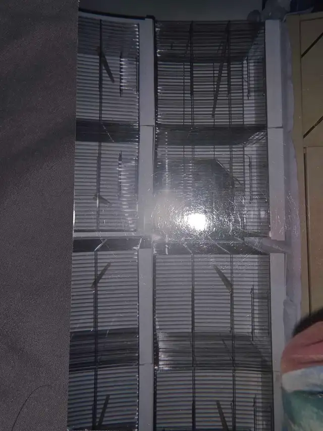 canaris a vendre avec ou sans cages - Photo 3