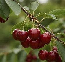 Cherry Trees - Pre Order and Save