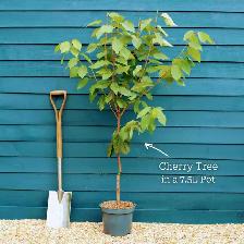 Cherry Trees - Pre Order and Save - Photo 2