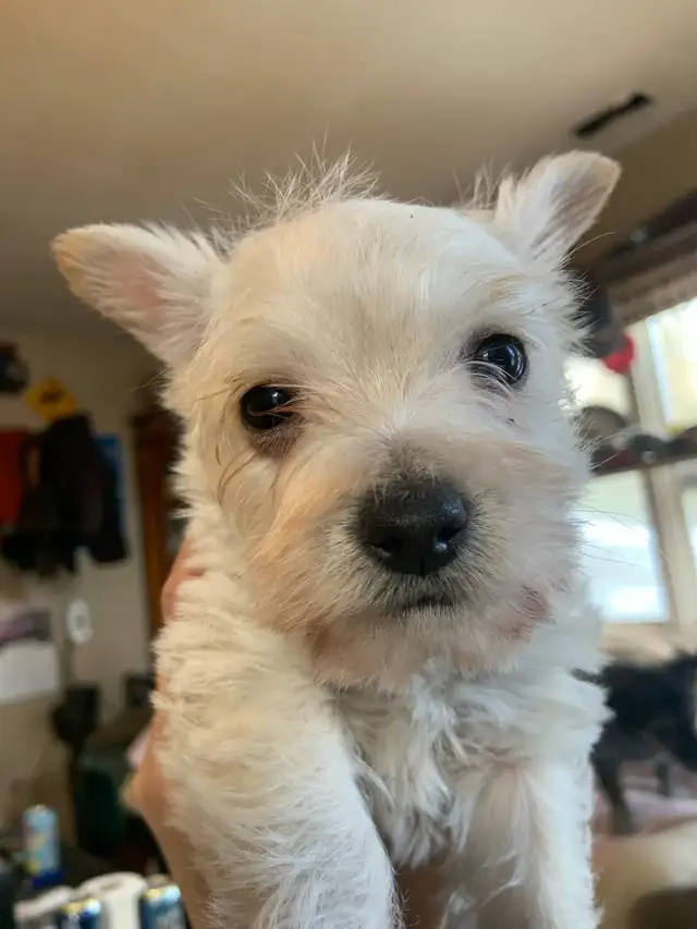 White Westie female puppy