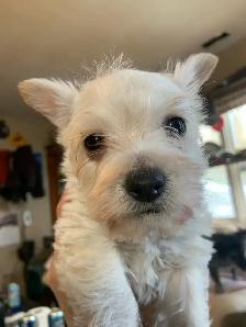 White Westie female puppy