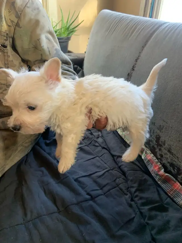 White Westie female puppy - Photo 2
