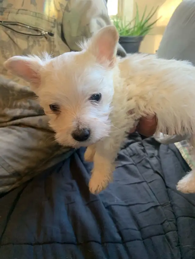 White Westie female puppy - Photo 3