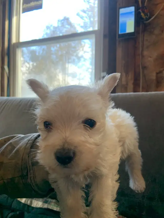 White Westie female puppy - Photo 4