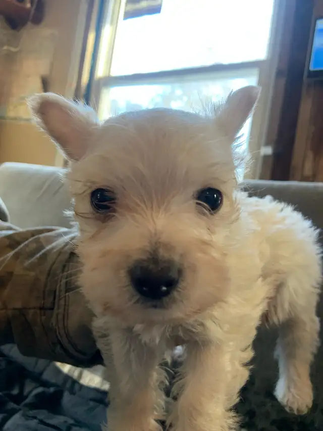 White Westie female puppy - Photo 5