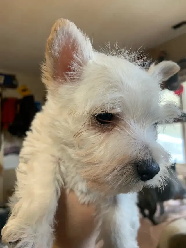 White Westie female puppy - Photo 6
