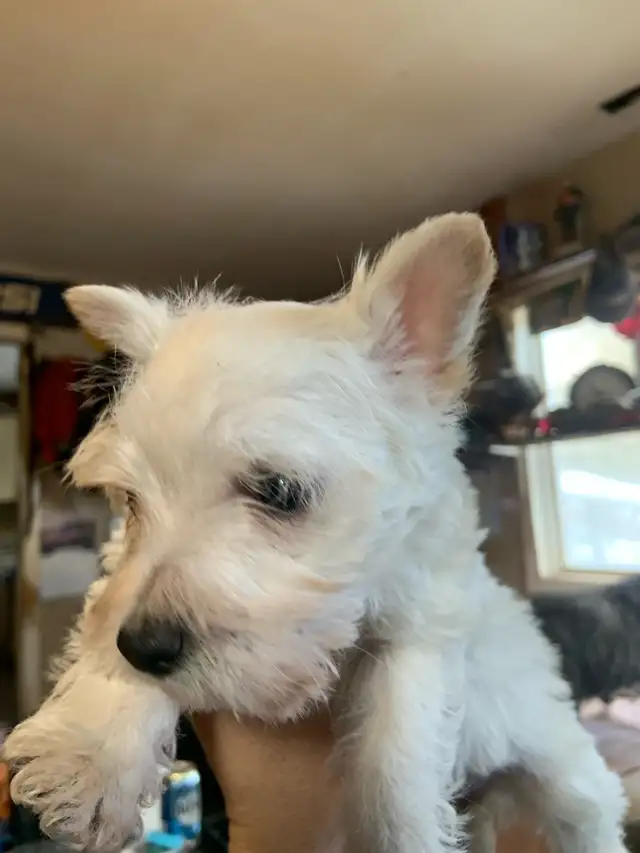 White Westie female puppy - Photo 7