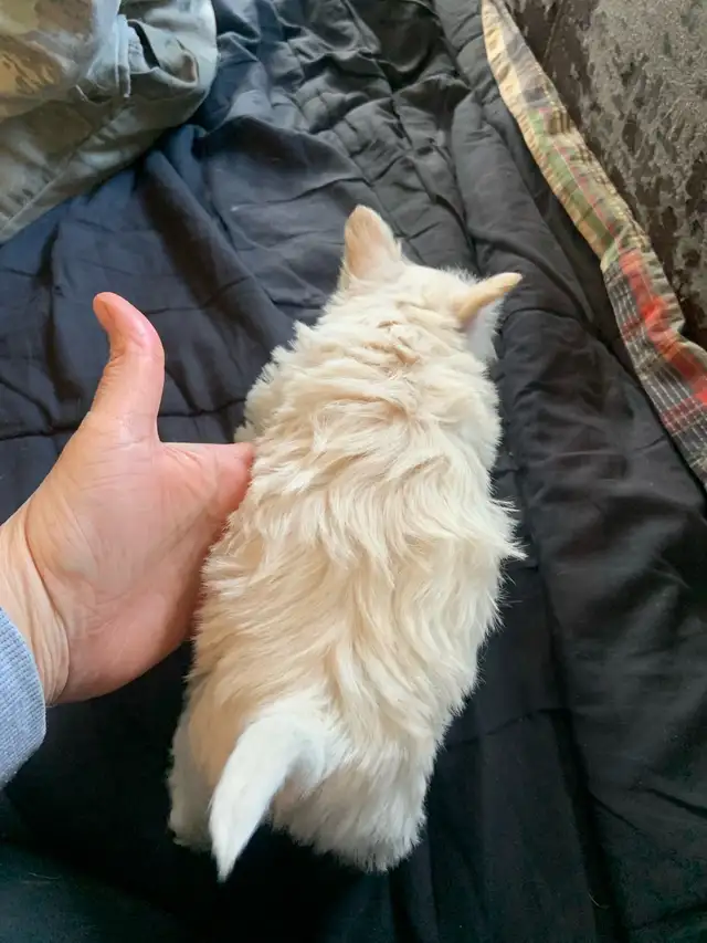 White Westie female puppy - Photo 8