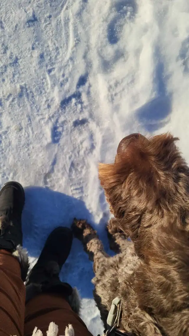 PROFESSIONAL DOG TRAINER/PRIVATE TRAINING/OR BOARD &TRAIN - Photo 9