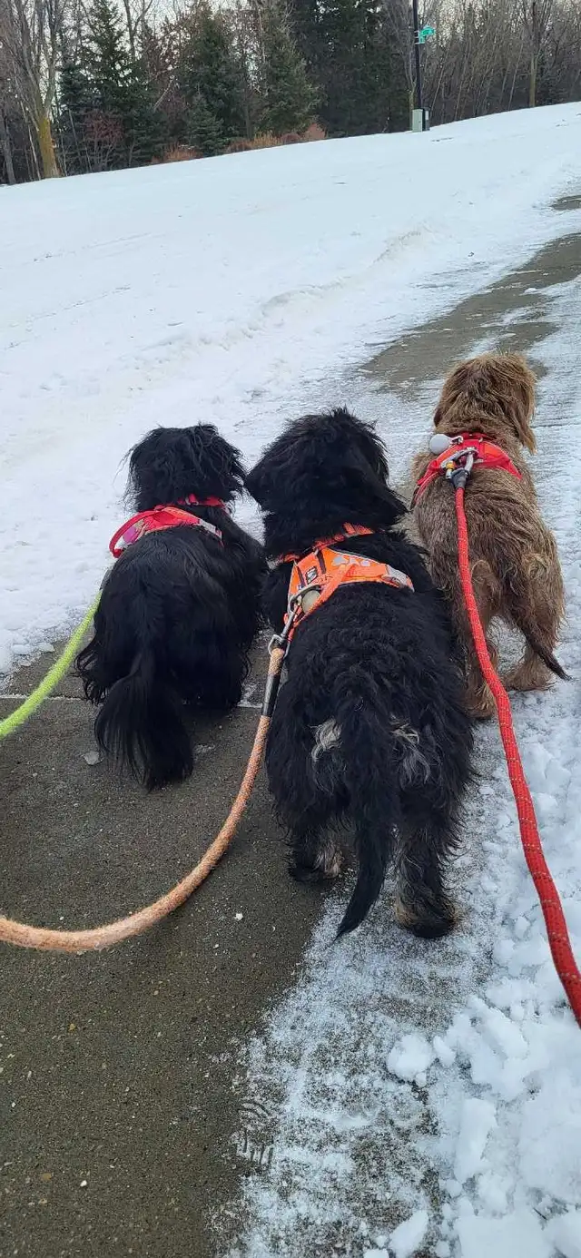 PROFESSIONAL DOG TRAINER/PRIVATE TRAINING/OR BOARD &TRAIN - Photo 10