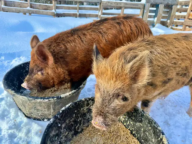 Meishan/Kune crossed with Ossabaw Island Hog-Pigs, Piglets