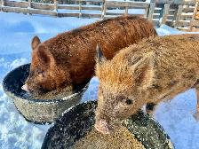 Meishan/Kune crossed with Ossabaw Island Hog-Pigs, Piglets
