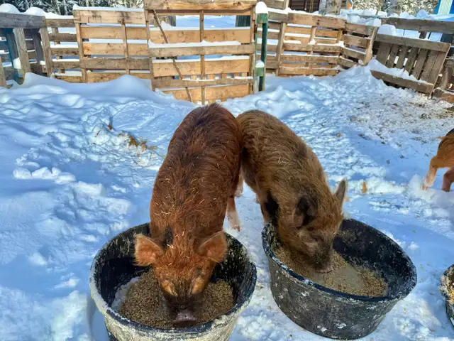 Meishan/Kune crossed with Ossabaw Island Hog-Pigs, Piglets - Photo 2