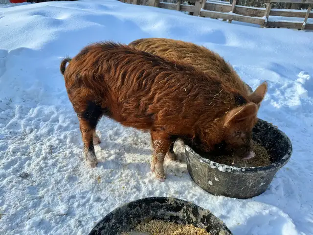 Meishan/Kune crossed with Ossabaw Island Hog-Pigs, Piglets - Photo 3