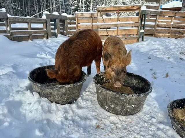 Meishan/Kune crossed with Ossabaw Island Hog-Pigs, Piglets - Photo 4