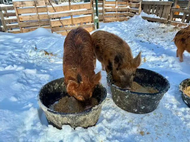 Meishan/Kune crossed with Ossabaw Island Hog-Pigs, Piglets - Photo 5